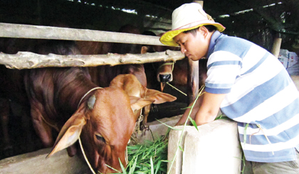 Anh Nguyễn Thanh Phong đang cho bò ăn cỏ.