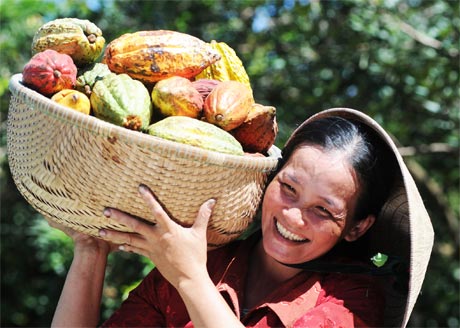 Sau một thời gian rớt giá thấp, ca cao đang tăng giá trở lại. Ảnh: Duy Bằng