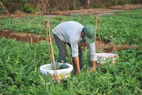 Cây dưa hấu phát triển tốt ở ấp Pháo Đài.