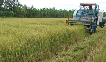 Thu hoạch lúa.