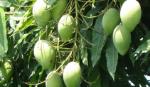 Vitamin A giúp chống lao
