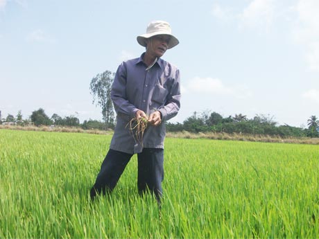 Ông Trần Văn Hoàng, ấp Việt Hùng, xã Long Hòa, thị xã Gò Công đang nhổ cỏ cho ruộng lúa 60 ngày tuổi.