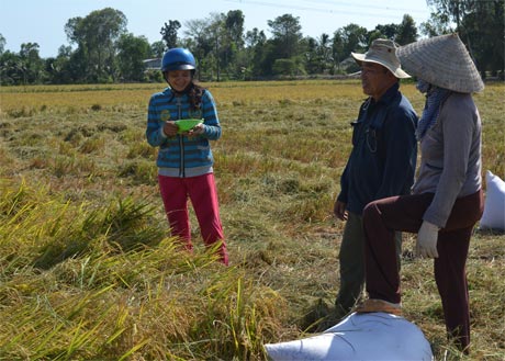 Thương lái ngã giá thu mua đông xuân tại ruộng. Ảnh: Vân Anh