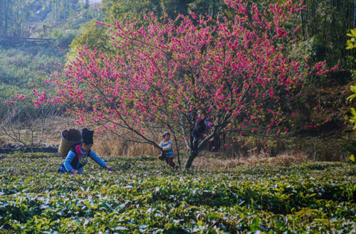 “Sắc xuân Tây Bắc