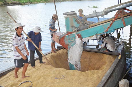 Doanh nghiệp vận chuyển lúa thu mua lên nhà máy xay xát. Ảnh: Vân Anh