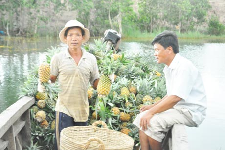 Thu hoạch khóm ở HTX Quyết Thắng (huyện Tân Phước).