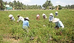 Ớt cuối vụ giá giảm mạnh