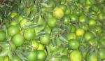 Ăn uống cho bệnh nhân tuyến giáp