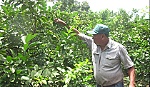 Giá chanh tăng cao