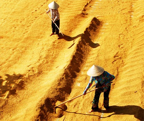 Lúa tại sân phơi. Ảnh: Cao Lập Đức