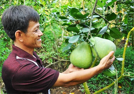 Bưởi lông Cổ Cò và cam sành Mỹ Lợi đạt VietGAP nhưng không có đầu ra ổn định.