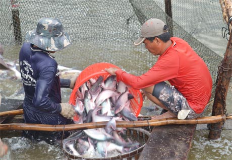 Vùng nuôi cá tra của Công ty cổ phần Gò Đàng.