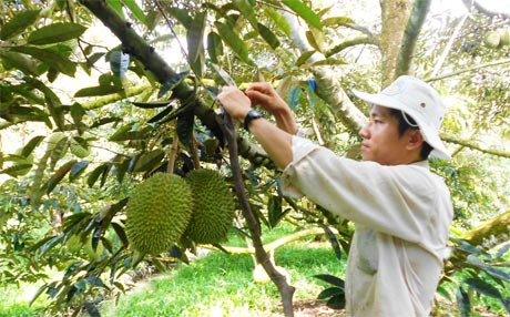 Anh Ngô Văn Phiến, ấp 3, xã Cẩm Sơn chăm sóc vườn sầu riêng đang cho thu hoạch.