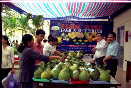 PGS.TS Nguyễn Minh Châu (thứ 2 từ phải sang) trao đổi với nhà vườn dự Hội thi Cây bưởi giống tốt. Ảnh: Ngọc Lan