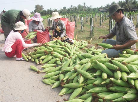 Bắp là nông sản có tiềm năng phát triển rất lớn ở ĐBSCL do thị trường đang rộng mở.