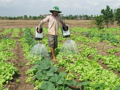 Những diện tích đã được chuyển đổi sang cây trồng khác. Ảnh: Mai Anh