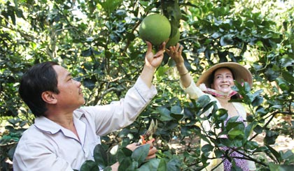 Chú Định, cô Nga chăm sóc vườn bưởi.