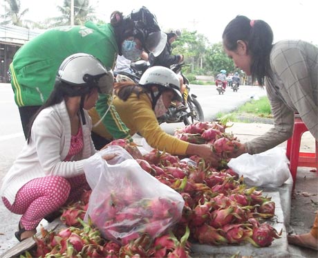 Thanh long được xác định là 1 trong 11 loại cây ăn trái có lợi thế cạnh tranh do điều kiện thời tiết phù hợp, kỹ thuật xử lý cho trái nghịch vụ, đã tạo dựng được thương hiệu, thị trường tiêu thụ rộng rãi… 