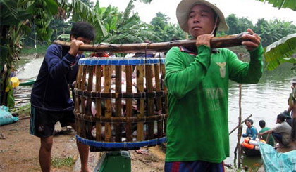 Sản lượng cá tra Việt Nam đạt chứng nhận ASC chiếm tỷ lệ lớn nhất trên thế giới.