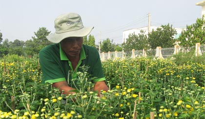 Ông Trần Văn Lập chăm sóc hoa tết.