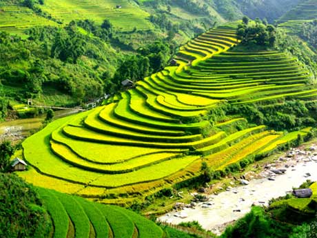 Ruộng bậc thang ở Sapa. Ảnh: Rough Guides