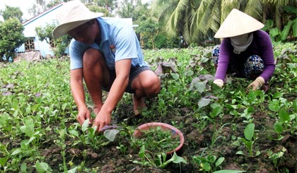 Một số mô hình trồng rau theo quy trình VietGAP được triển khai ở Châu Thành nhằm xây dựng NTM.