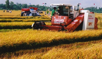 A combine works on rice fields in An Giang province (Photo: VNA)