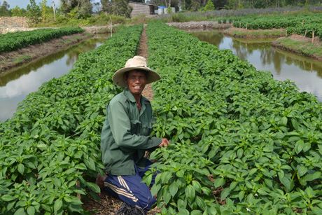 Cây màu đã bám rễ trên vùng đất Tân Phước.