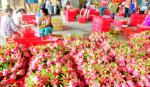 Dragon fruit prices skyrocket in crop end