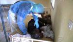 Vaccine trị bệnh Ebola có khả năng được sử dụng vào tháng 11 tới