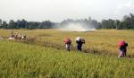 Mekong rice harvest wraps up successfully