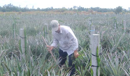 Anh Năm Sừng chăm sóc các trụ thanh long mới trồng.