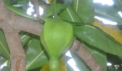 Bang Vuong tree. Photo: Phung Long