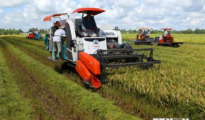 Thu hoạch lúa Hè Thu ở tỉnh Hậu Giang. (Ảnh: Duy Khương/TTXVN)