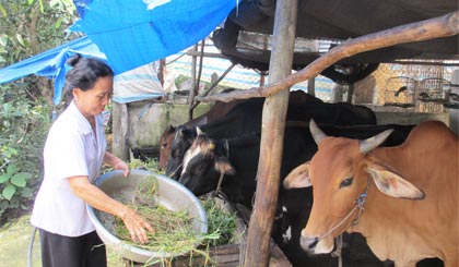 Chị Trần Ngọc Chơi chăm sóc bò.