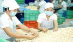 Cashew nut export brings US$1.5 billion in nine months