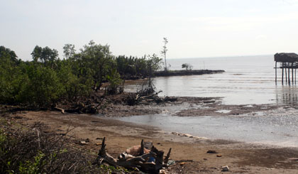 Deputy Hoang Trung Hai underlined the role of forests in coastal areas in coping with climate change and sea level rise during a meeting with a Government committee on forest development and protection on October 6.