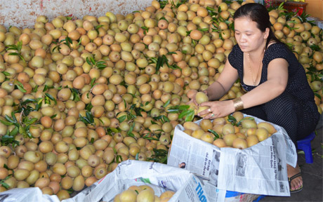 Thu mua sapô tại Chợ trái cây Vĩnh Kim. Ảnh: Vân Anh