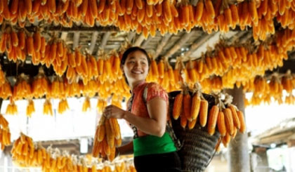 Harvesting corn in Van Chan district, Yen Bai province (Image credit: Nhan Dan)