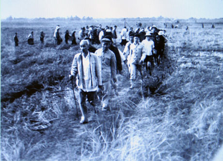Bác Hồ thăm bà con xã viên HTX Tháp Thượng, Đan Phượng, Hà Nội thu hoạch vụ mùa (25/11/1961).