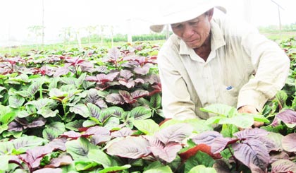 Ông Tâm thu hoạch rau dền đạt tiêu chuẩn VietGAP.