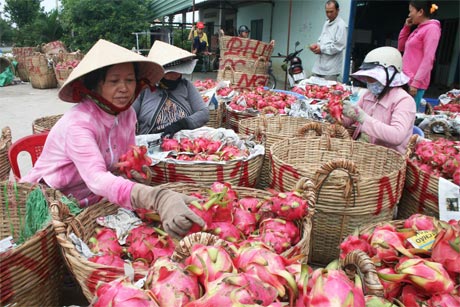 Trong tái cơ cấu, thanh long của Tiền Giang có thể liên kết với thanh long của tỉnh Long An.