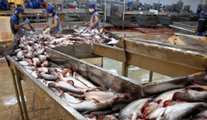 A tra fish processing line of the Binh An Seafood Joint Stock Company in Can Tho city (Photo: VNA)