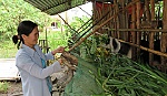 Hội LHPN xã Bình Nghị:Nhiều mô hình 