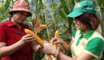 Two more corn varieties get biosafety nod