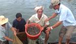 First Vietnamese shrimp farm meets sustainability standards