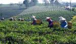 Vietnam's tea planted on dioxin-free land