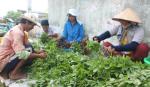 Harvesting vegetables according to VietGap standard