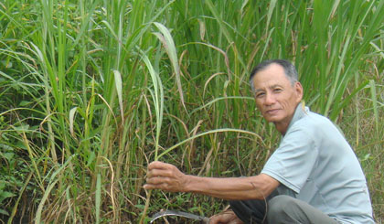 Ông Hồ Hữu Thành đang cắt cỏ cho bò ăn