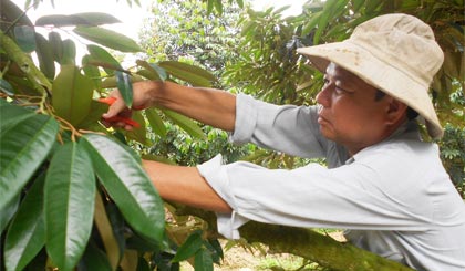 Ông Nguyễn Văn Thắm, hội viên CCB ấp Bình Hòa A với mô hình chuyên canh sầu riêng cho hiệu quả kinh tế cao.